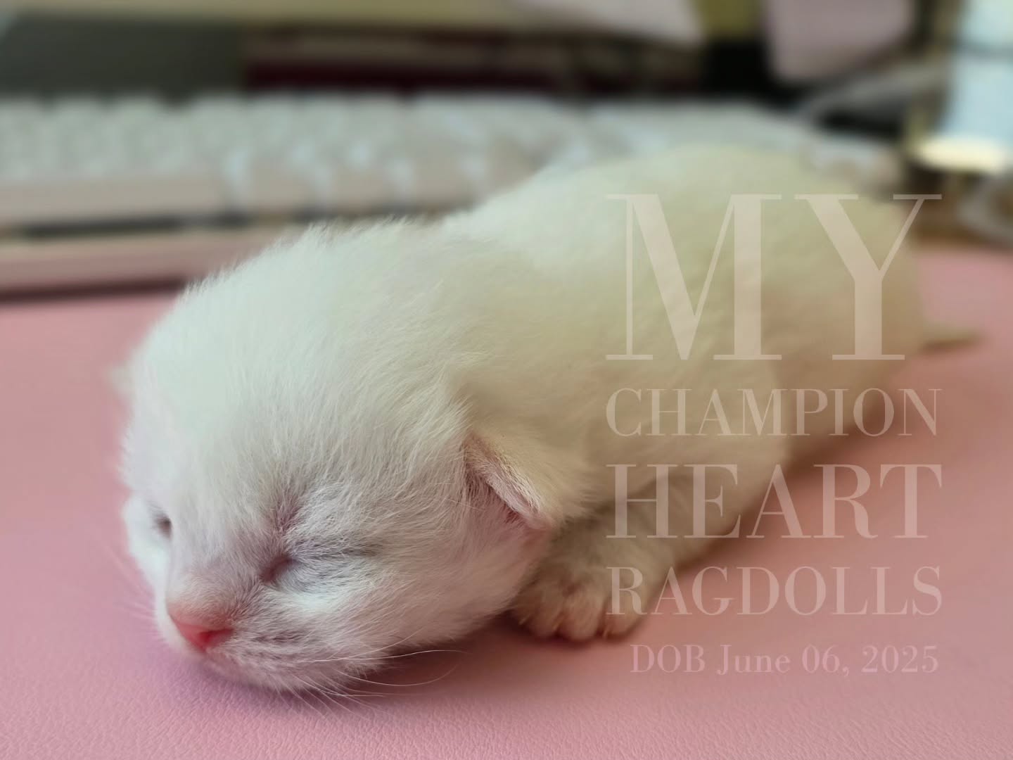 June 2025 litter. Kitten in photo is a red/cream (flame) bicolor male. CFA & TICA Cattery. Kittens are registered to one of the two unless a kitten in a litter is to enter a show.
Open waitilist for Mango’s Litter. Only 1 bicolor red(flame) boy in litter. Other are seal or blue and one seal/red tortie female in the mix.
Best point of contact is email. Email and contact info is list in bio, my website, or on TICA breeder listing.
Interested in adopting one of Mango’s precious kittens?
Visit MyChampionHeartRagdolls.com for details, process, and application forms.
DM anytime after emailing to help us respond faster!
Calls by appointment only, this is not a personal number, but a line for future forever families. My "cat" phone, not carried on me.
We’re a small, hands on cattery with a big heart. If you’re looking for a healthy, well loved Ragdoll kitten from a breeder who puts quality and care first, welcome home one of these precious furballs.
#mychampionheart #ragdollkittens #redragdolls #flamepointragdolls #creamragdolls #cats #kittens #mcheart #tica #cfa #southerncalifornia #ragdollbreeder