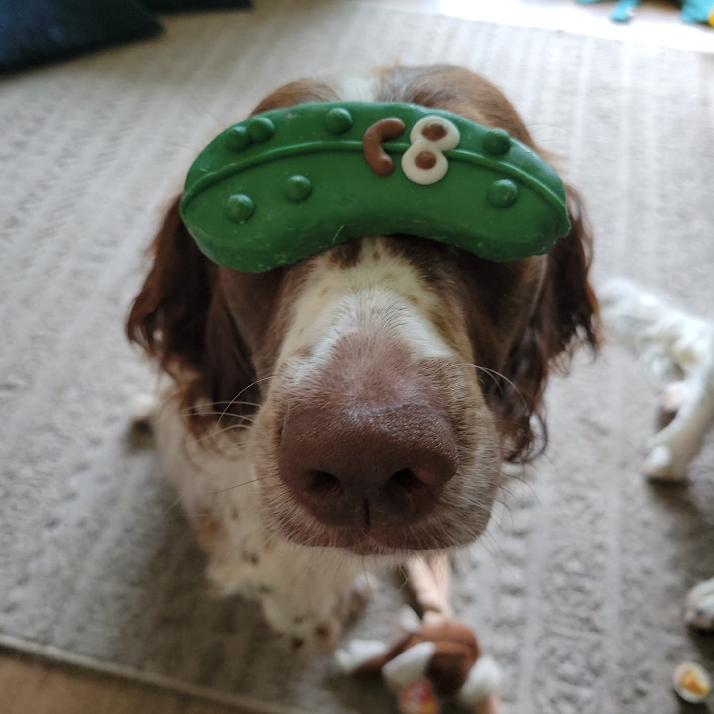 Happy Birthday Hunni
#birthday #dog #happy #treatyourself