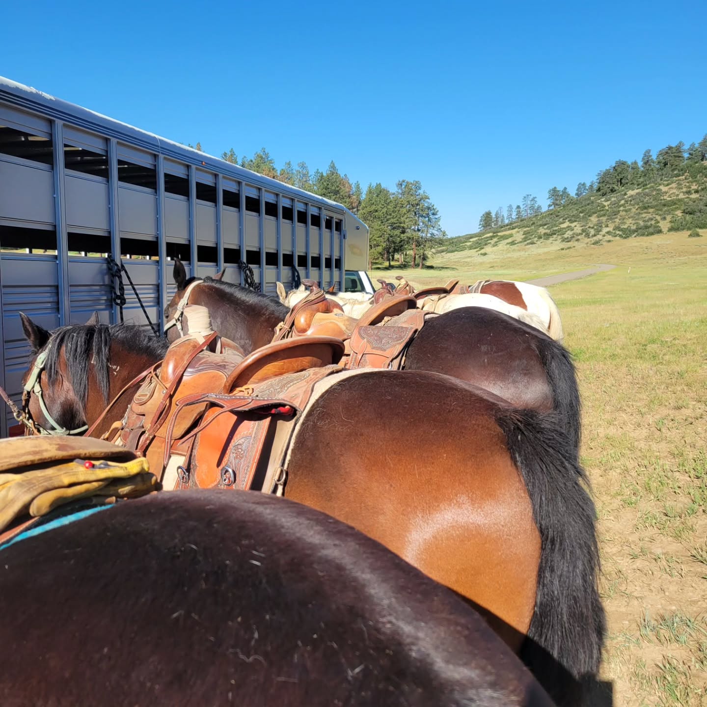 We want to thank all the riders who joined us on the 4th of July 🇺🇲 We had a great time and hope you all did as well.
.
.
.
#majesticoutfitters
#mountainlife
#trailriding
#pagosasprings
#horselife
Majestic Outfitters - book online ✨️