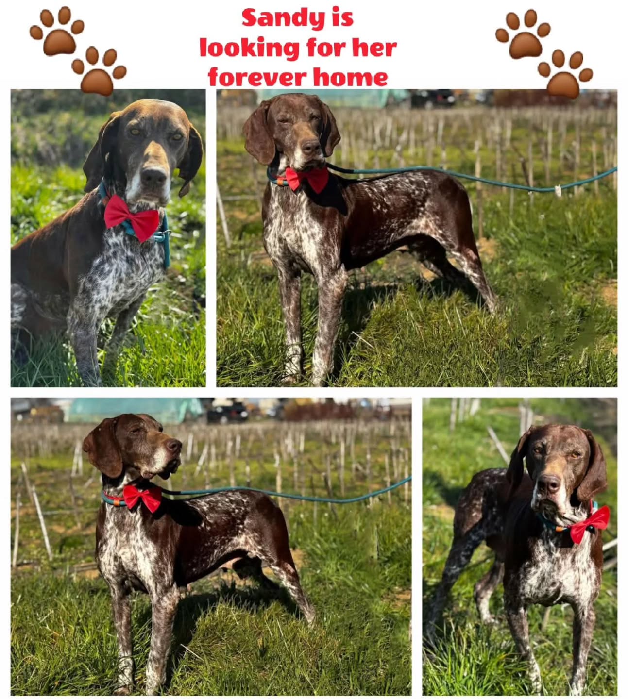 We want to thank you for your contribution
❤️🐾G.J.P.M. Wieggers
€25,00
❤️🐾H.Struyk
€10,00
❤️🐾John and Magdalene Zonneveld
€50,00
❤️🐾Yvonne Oude Luttikhuis
€7,50
❤️🐾MAH deLouwere
€12,50
❤️🐾Charlotte Mommsom
(GSP training by E. Bijimolt)
€100,74
❤️🐾Bert Cryns
€20,00
❤️🐾 Patty Lipptis
€25,00
❤️🐾 Martine Pollefliet
€50,00
❤️🐾 C. Bamberg-Cohen
€10,00
❤️🐾Marinda van den Heever
€25,77
❤️🐾Nico and Nelly de Zwart
€50,00
❤️🐾Josi Muller
€20,00
❤️🐾M.Y.Schuitemaker
€60,00
❤️🐾EMP van Aarle
€20,00
❤️🐾 P.E. Beerman de Man
€25,00
❤️🐾JJ Pieterse
€10,00
❤️🐾Rene Neuburger
€30,00
❤️🐾S.Schavemaker
€10,00
❤️🐾 Nelly Mahu
€15,00
❤️🐾Noortje Noordermeer
€25,00
❤️🐾M.C.Klok-Brons
€5,00
❤️🐾Patty Lipptis - Charty auction
€250,00
Thank you very much for your wholehearted support💝
Contact via email: gsprescuehr@gmail.com
Website: https://www.gsprescuehr.com/nl/contact.
#dontshopadopt#gspoftheday #gspcommunity#germanshorthairedpointerlovers #germanshorthairedpointerlovers #pointerlovers #gspcommunity #pointerlove #germanshorthairedpointer #birddog #pointersofinstagram #gsprescue #gspworld #gsp #gsplife #gsploverig #gsplovers #gspsofinstagram #gspuniverse @lydia_lidach #rescuedog #rescuedogsofinstagram #rescuedismyfavoritebreed#deutschkurzhaar