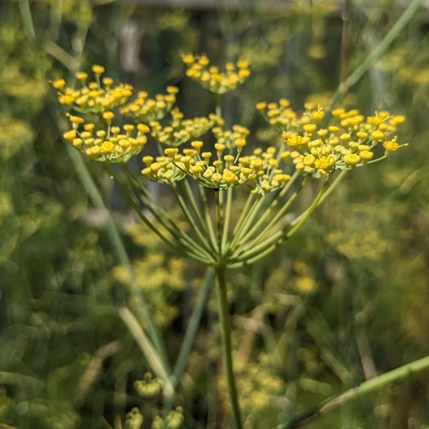🌼 Fabulous Fennel is Back! 🌼
Our gorgeous pressed edible Fennel flowers are in stock again - airy, whimsical and perfect for adding some wild summer vibes to your cakes.
Available in three sizes - large whole heads, individual flowers and flowers with small stems.
Grab them while they last 💛
#edibleflowers
#pressededibleflowers
#wildflowercake
#wildflower
#britishflowers
#summer
#summervibes
#britishgrownflowers
