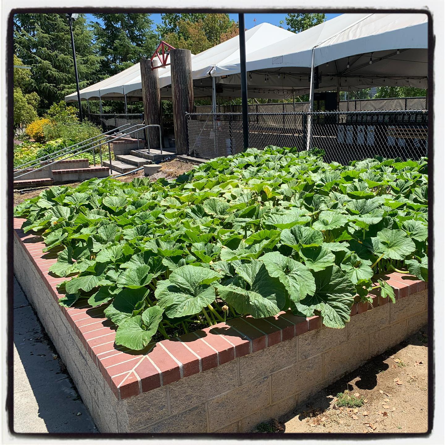 Our #giantpumpkin at #sutterhealthpark is doing great! No baseball this year but the garden continues! #oto #growyourown #organic #garden #gardenchat #greenthumb #sacramento