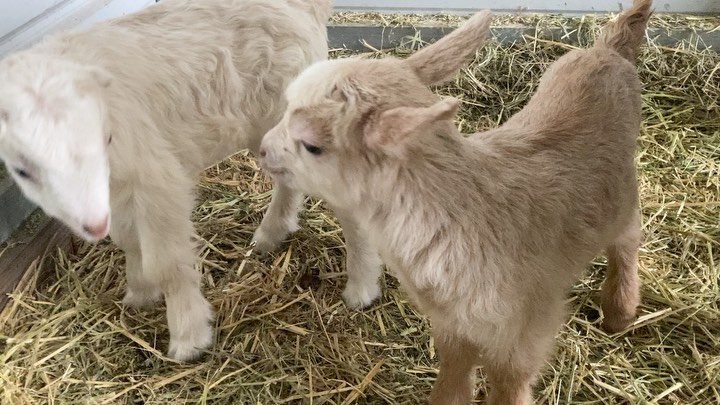 While they aren’t yet a part of the Olde Moon Farm operations, goats have been a part of my life for as long as I’ve been involved in growing food, since 2007. Milking goats and sheep at @zephyrosfarmandgarden was an important part of healing my body and mind after a climbing accident, proving to be much more than just physical therapy. Stepping into managing Olde Moon, part of me has been uncertain what role these beings should have in my life moving forward. It can be so much work and expense to steward them. However, movements like these, though, are so dear to me and today I’m still a bit teary with gratitude for all they bring to my life. 1) movie of the little long eared girl and short eared boy. 2) so many cuddles. A heat lamp midnight moment. 3) these guys came earlier than expected and were born out in the field. A dear friend said Momma Francis didn’t want to worry me, and I think that’s probably true. I can be a bit overprotective, trying to make sure the moms are in the barn and i am present for the births. 4) the poppa Oatmeal. 5) other things about to sprout. First rounds of greens and onions.