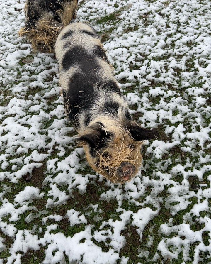 Well it’s a snow day today so sadly no gardening….Belle and Monty the pigs were upset being woken up by Dolly, they strolled out of their bed looking slightly confused!!
as always the sheep just love feeding time!!
#kunekunepigs
#hillradnorsheep
#smallholdinglife
#outonthefarm
#gardenmaintenance
#gardeninspiration
#landscapegardening
#snowday
#professionalgardener
#groundsmaintenance