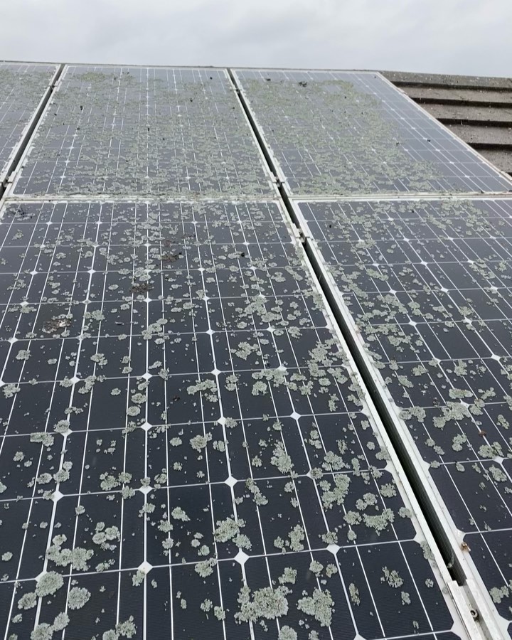 These solar panels were covered in Lichen which was affecting the performance of them. After a good scrubbing these will now be getting full efficiency ⚡️☀️