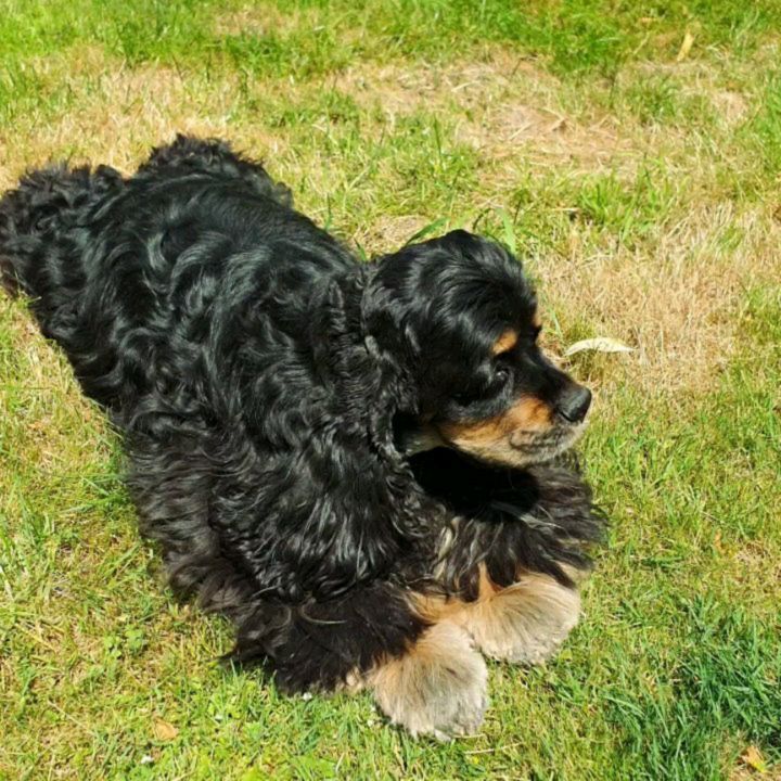 Finja sehr trächtig 😀