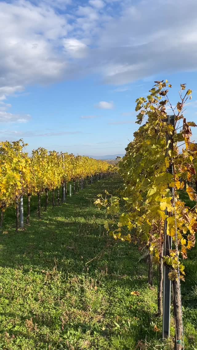 #herbstzeit #weingarten #herbstfarben #genussvoll 🍂🍁