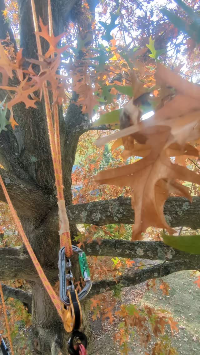 fall #treeservice