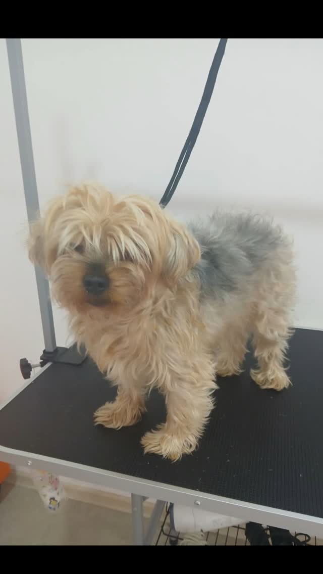 Ось і настала справжня осінь зі своїми дощами та сльотою. Для собак з довгою шерстю це час, коли прогулянки можуть стати справжнім викликом через бруд і вологу. Найкраще рішення — завітати до грумінг-салону, щоб вкоротити шерсть, як це зробив Бублик на фото. Це значно спростить догляд після прогулянки. Також радимо обрати зручний одяг для вашого хвостика. Він захистить тварину від холодів, а вам буде легко зняти його і просто покласти на сушку. З такою турботою ваш пухнастик почуватиметься комфортно в будь-яку погоду!