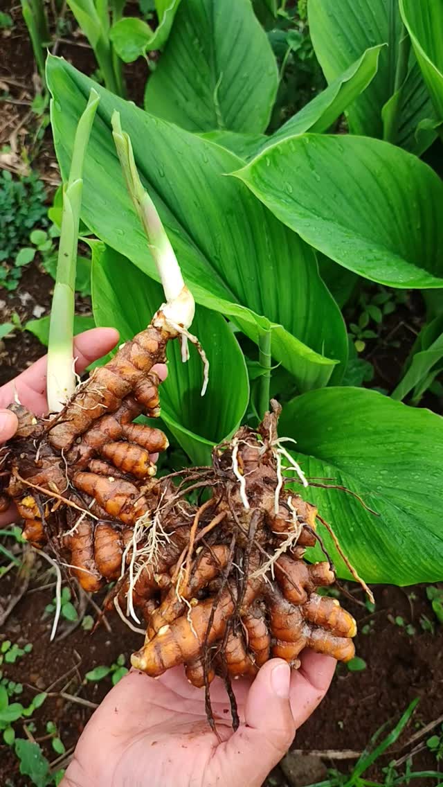 Folha de cúrcuma dão um ótimo tempero 🥗🥙
Use à vontade!