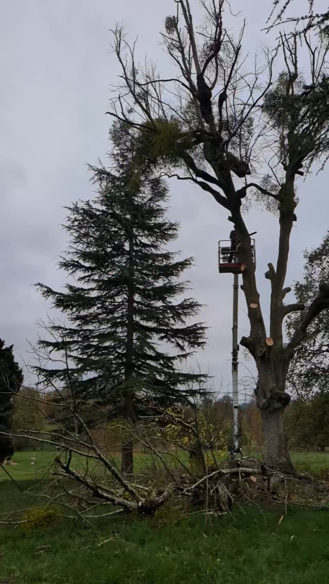 A slightly more drastic Lime pollarding effort today, 3 compromised specimens brought down to a more sensible height ✂️🌳 @treemonkey13 in his tracked ladder doing the business 🪜🏗️
#treecontracting #treework #andovertreesurgeon #winchestertreesurgeon #hampshiretreesurgeon #treesurgery #onetwotree #mewp #arb #arborist