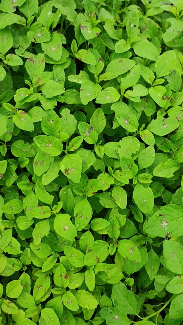 Vai uma saladinha de caruru?
#panc