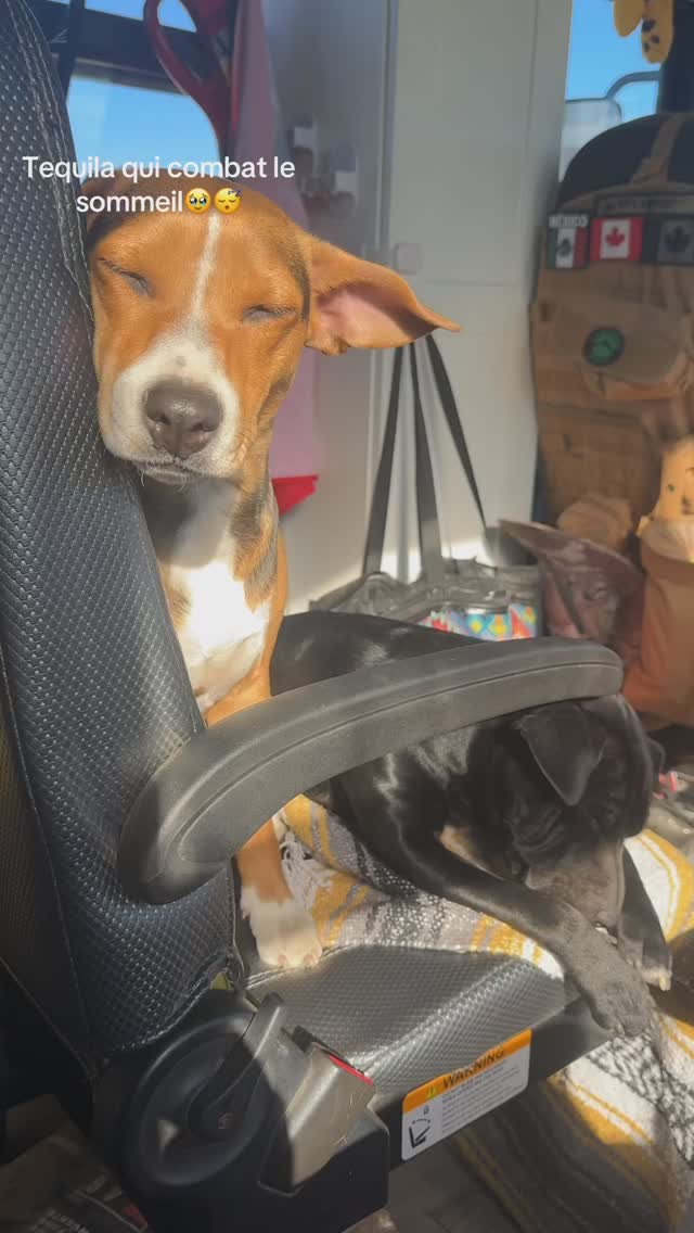🐶🐾🥹
#doglover #doglife #vanlifetravel #buslife #dogmom #sleepyday #memestiktok #dogtok #funnydog