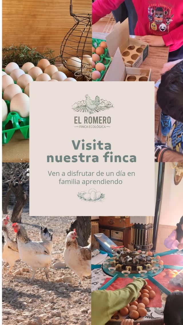 ¿Te gustaría visitar nuestra finca? 🐔🥚
Si te gusta la naturaleza, los animales y el mundo rural, te invitamos a visitar nuestra finca. Podrás ver como es una finca ecológica y como viven nuestras gallinas, aprender más sobre las gallinas autóctonas y lo que significa tener el sello 100% raza autóctona y sus requisitos.
Te enseñaremos gallinas 100% Raza de Castellana Negra y de Gallina Murciana y la importancia de su recuperación.
Aprenderás mucho sobre el huevo, como se forma, como conservarlo fresco más tiempo o por qué nuestros huevos son diferentes.
¿Te apuntas?
Para más información escríbenos un mensaje privado por aquí o escríbenos a nuestro correo: fincaecologicaelromero@gmail.com
#gallinasrazaautoctona #gallinacastellananegra #gallinamurciana #experienciasrurales #fincaecologicaelromero #experienciasbullas