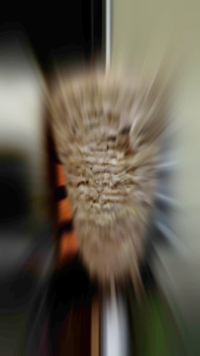 Savor the flavor of freshness – come in and try our delicious beef shawarma made to perfection! 🌪️
#shawarma #sandiego #sandiegoeats #foodies #sandiegolife #sandiegofood #northcountysd #escondidofalls #escondido #safaripark #sandiegosafaripark #arabic #arabicfood