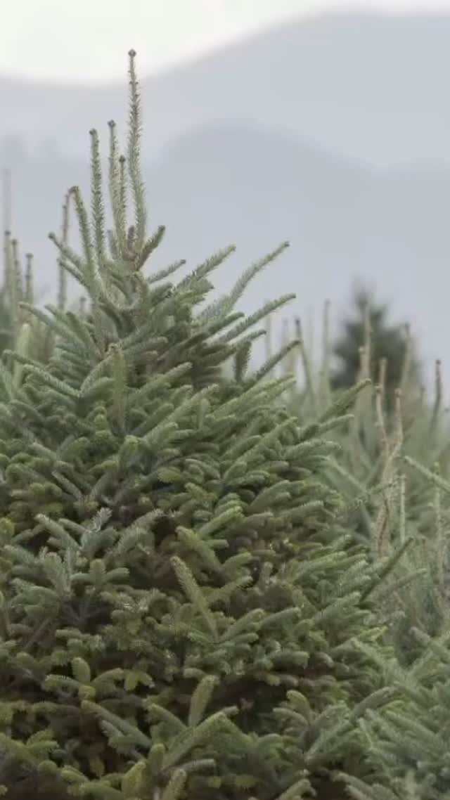 Come to #WNC to find your family tree this year!
.
Posted from @visitsugarmountainnc
When you buy a real tree from North Carolina, you're supporting family farms and keeping a beloved holiday tradition alive. Let's make this season the freshest yet— support local, choose real 🌲
Elk River Evergreens - Find trees up to 20 feet tall, wreaths, and festive décor. Enjoy hayrides, hot cocoa, and more! Choose & cut open Nov 16 - Dec 12.
.
Red Barn Tree Farm - Pick your perfect tree and taste wines at Linville Falls Winery. Hayrides on weekends, open Nov 22 through early December.
.
* Snowy Mountain Christmas Shop - Shop a huge selection of decorations, ornaments, and fresh greenery.
Open through November and December, including Thanksgiving.
Cartner Christmas Tree Farm - 4 Home of the 2024 White House Christmas Tree & Open select weekends starting Nov 23. Call or visit their website for details.
#wncopen #ncchristmastrees #🌲 #exploreboone #boonenc