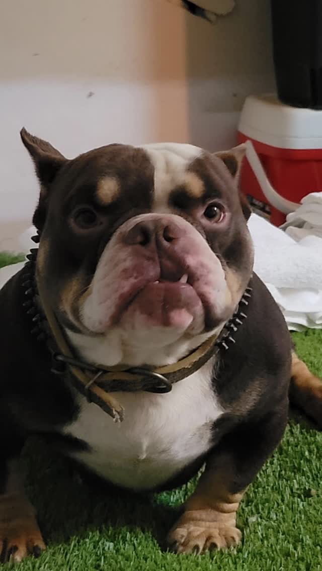 #fatdaddy #ittybittykennels