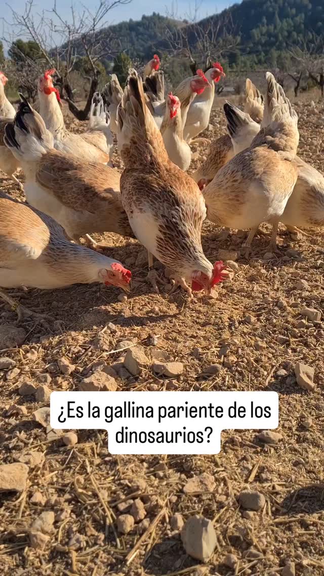¿Es la gallina pariente del Tiranosaurus Rex? 🦖=🐔
La ciencia ha demostrado que las aves son los parientes más vivos más cercanos de este dinosaurio, ya que comparten más similitudes genéticas que los actuales reptiles.
Una investigación de la Universidad de Harvard, publicada por la revista Science, comparó el colágeno del fémur de un Tyrannosaurus rex, descubierto en 2003 en el norte de Estados Unidos, de 68 millones de años de antigüedad, con 21 especies de aves modernas y caimanes. La secuencia genética demostró que la gallina común y el avestruz comparten más rasgos genéticos con el Tyrannosaurus Rex que los reptiles.
¡Ahora veremos a nuestras gallinas con otros ojos!
¿Conocías este dato?
Bibliografia: revista National Geographic
#gallinaantepasadorex #curiosidades gallinas #gallinamurciana #gallinacastellananegra