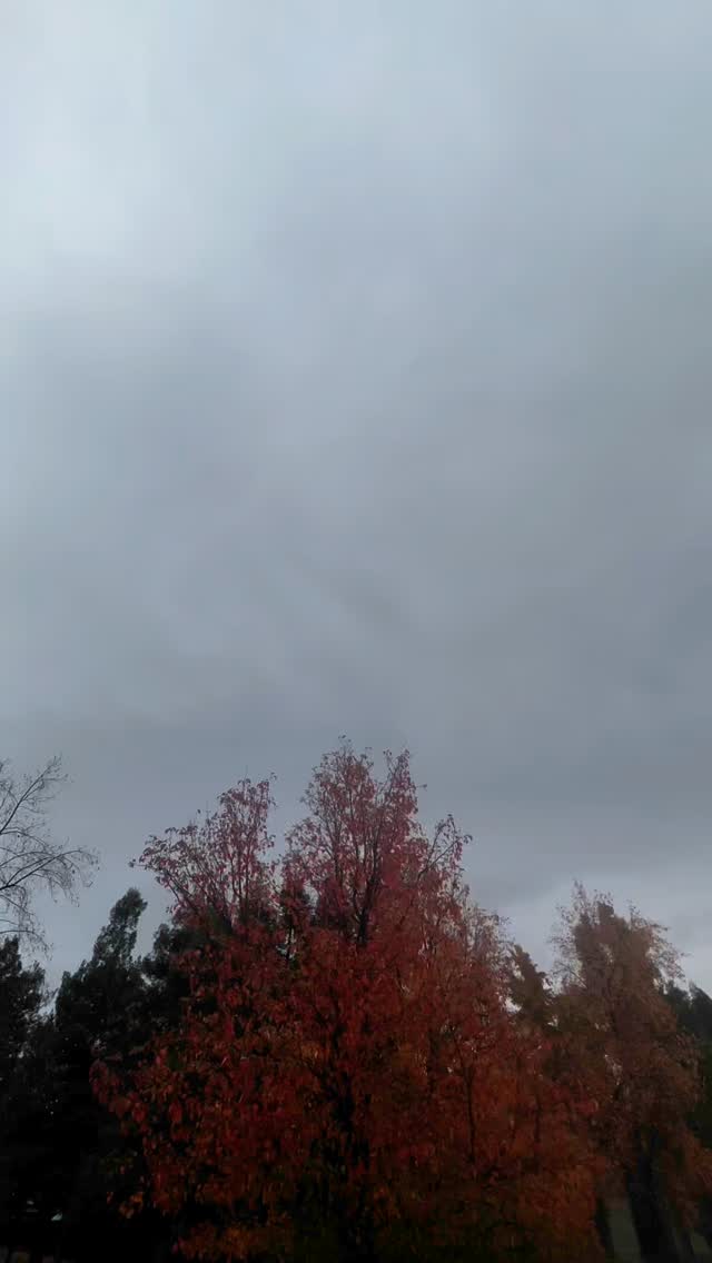 New menu items in the works...!
#pastry #passionpastry #cookies #alfajores #smallbusiness #pleasantonbakeries #hiddengem