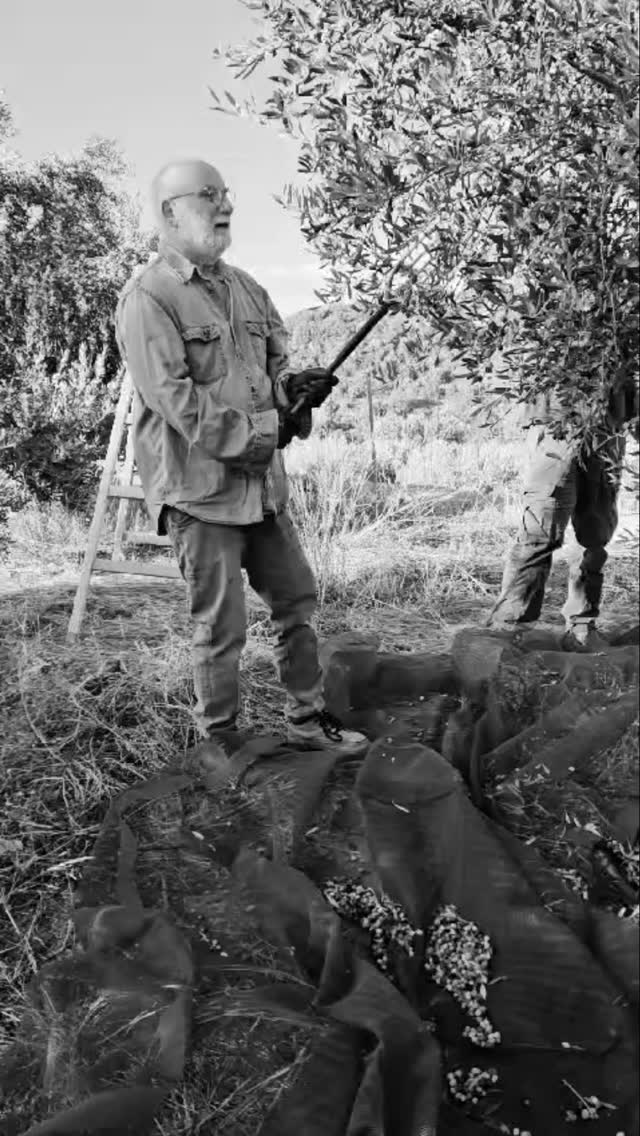 3 days of olives harvesting at the Blue Daisy House. Tomorrow, we will get the olive oil