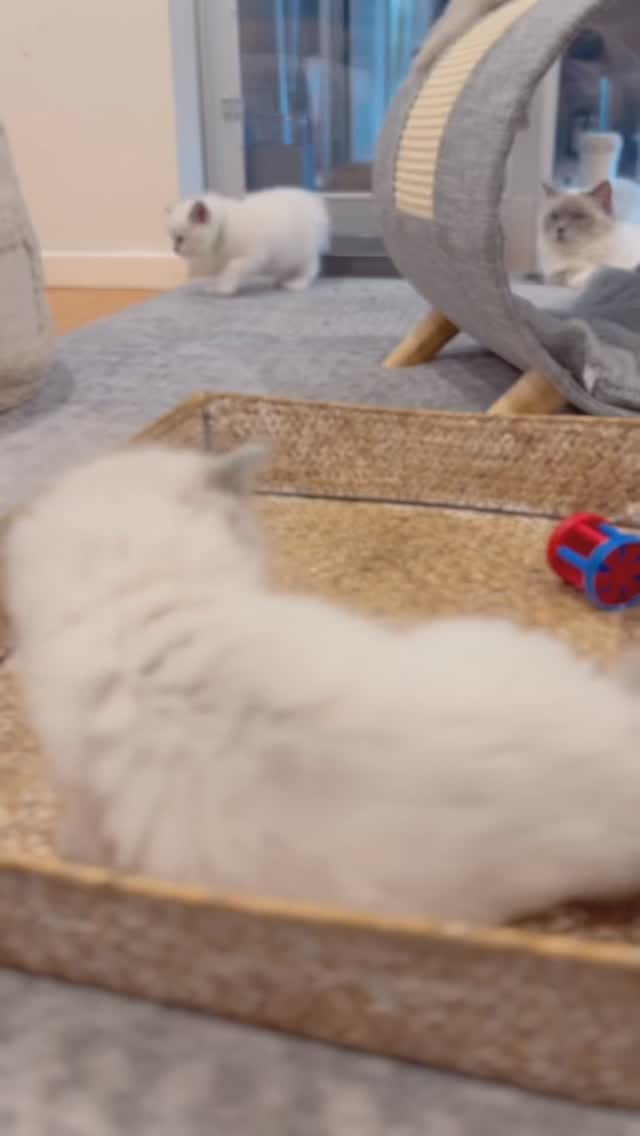 Seems like little man found a comfy spot ✨☁️💕
#floofoftheday #ragdollkitten
Purrsace Ragdoll Cattery
GCCFV registered ethical breeder. Source number RB109735.
💌 Contact us for any kitten enquiries
#catsofmelbourne #ragdollsmelbourne #catsofinstagram #ragdollkitten #ragdoll #kitten #catlover #ragdollkitty #ragdollsofinstagram #ragdollcat #catlife #catoftheday #melbourne #australia