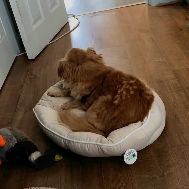 #petscrew #pets_crew #dogbed #dog #pet #cat #catlover #doglover #gift #christmas #warm #soft #comfortable #perfect #bed #goodquality #small #little #naptime #sleep #winter #sense #safety #baby #petlove #petcomfort #enjoy #love #gray #beige