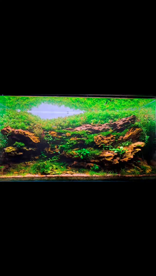 It's not always 😅, but sometimes it's great to seat back and just enjoy the piece of nature that you created, it brings so much piece 🙏🏻
#aquascaping
#plantedtank
#aquascapers
#aquariums
#plants
#nature
#relax
#calmness
#enjoy
#nature