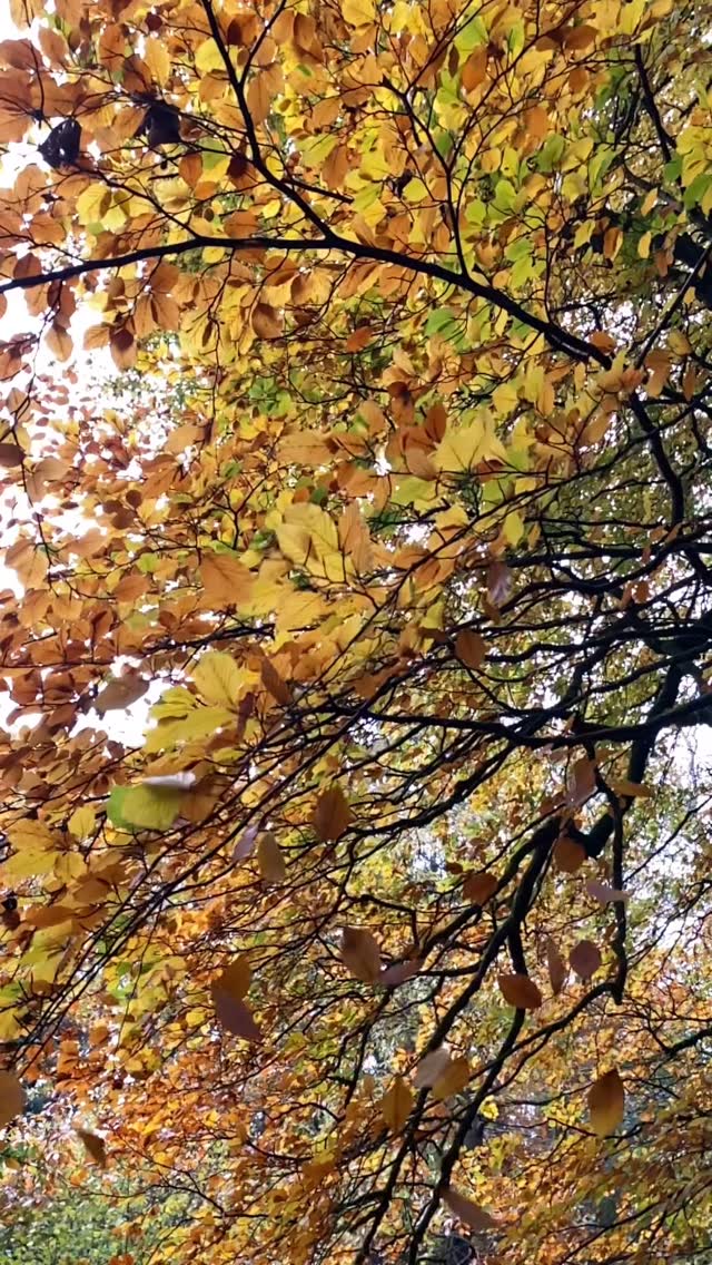 Where is your favourite woodland? Maybe somewhere you love to walk, run, sit or paint 🎨 maybe you planted some of the trees 🌳 and love watching them grow. They give us oxygen, store carbon, stabilise the soil and give life to the world’s wildlife. #nationaltreeweek