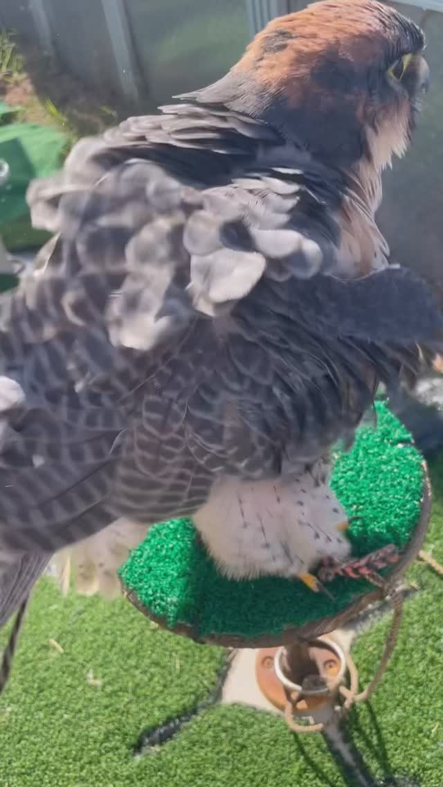 We have a lot to be thankful for this year!!!
#totalraptorexperience #lajolla #lannerfalcon #sandiego #nature #flytorrey #sunsetphotography