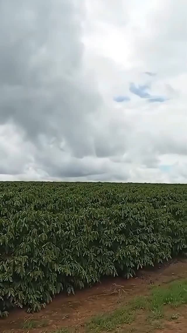 Sua fazenda também pode ter uma biounidade on farm para produção de agentes macrobiológicos!
Visite o site da Predativa no link da bio ou entre em contato conosco para saber como.
#predativa #controlebiologico #agriculturasustentável #agroecologia #macrobiologicos #biounidadeonfarm