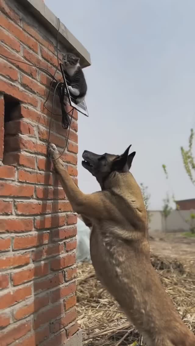 Super Dog in Action
#dogs #dog #cute #cat #cats #loveonpaws #catlover #catvideos #catlovers #catshorts #funny #funnyvideo #funnyshorts #funnyvideos #funnycat #cutecat #fyp #fypシ
#animais #cão #resgateanimais