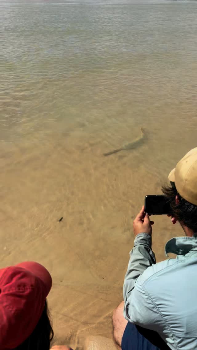 A very lucky encounter with a juvenile sawfish 🪚🐟