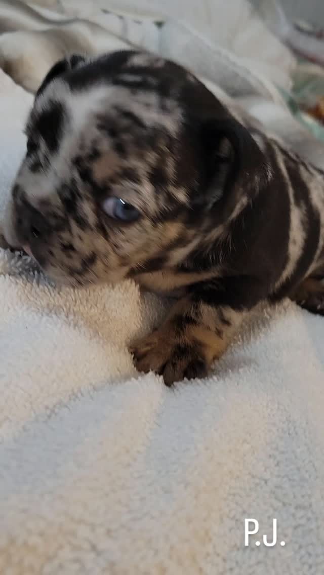 Merle
Pink
Husky
Fluffy
Testable
Tan points