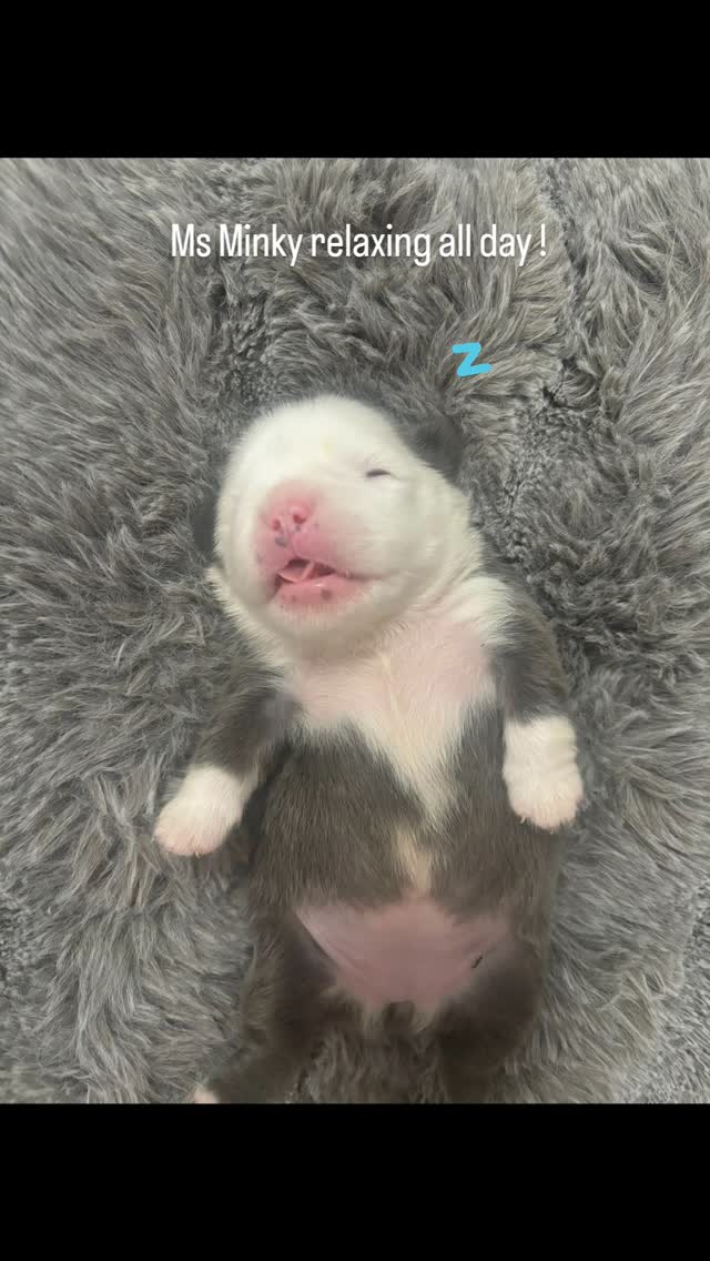 ONE OF THE NEWEST ADDITIONS TO THE #ITTYBITTYKENNELS FAMILY
MS.MINKY 🐨
PINK
HUSKY
FLUFFY
TESTABLE AND MORE !!
DNA PENDING