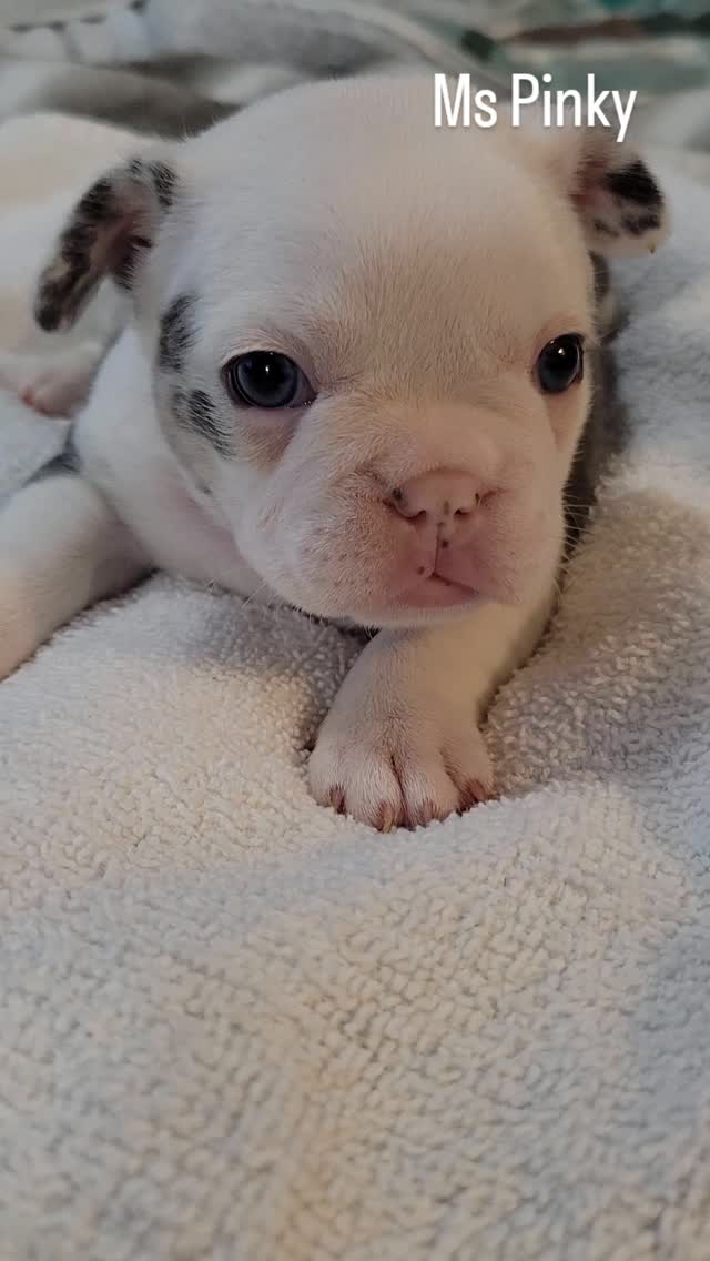 Ms Pinky is a MAJOR asset to the camp !!
PINK
HUSKY
KOI
MERLE
DNA PENDING 🧪⚗️