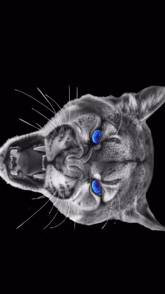 Varsity Girls 2024 Cougar Classic intro.