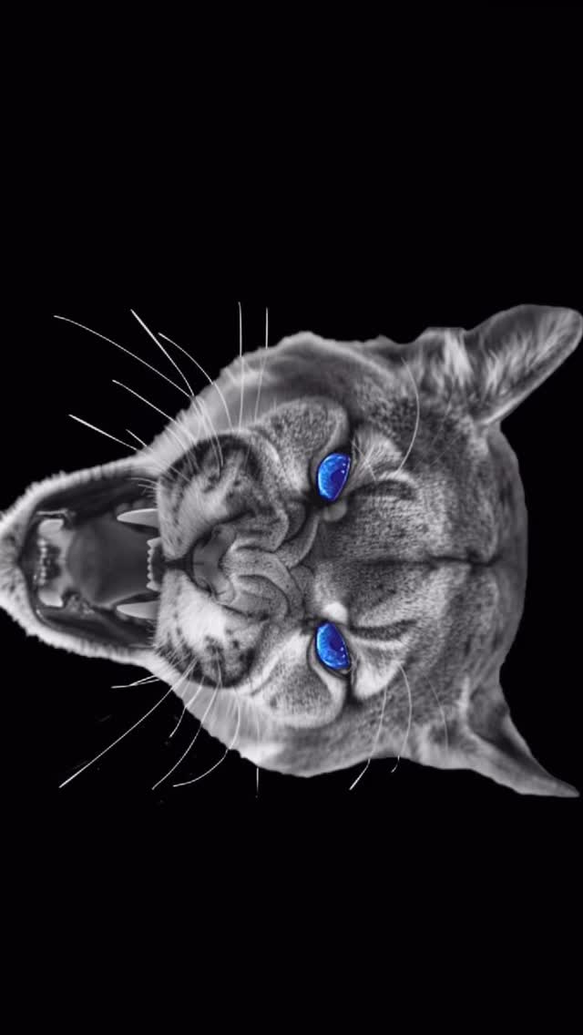 Varsity Boys Basketball 2024 Cougar Classic intro. 2024 Champions.