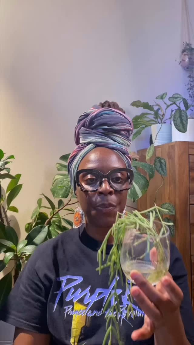 GASP! Mealybugs!
On a serious note, the pesky mealybugs and their eggs were in the crevices behind & under my tv, in the clamps of the butterfly clips I use to trellis my plants, under the speakers, and on the curtains!
Check EVERYTHING!
#BlackWomanPlantChronicles
#BWPC