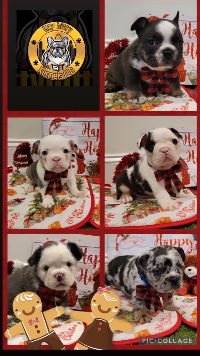 HAVE A VERY MERRY CHRISTMAS 🎄
FROM ITTY BITTY KENNELS LLC