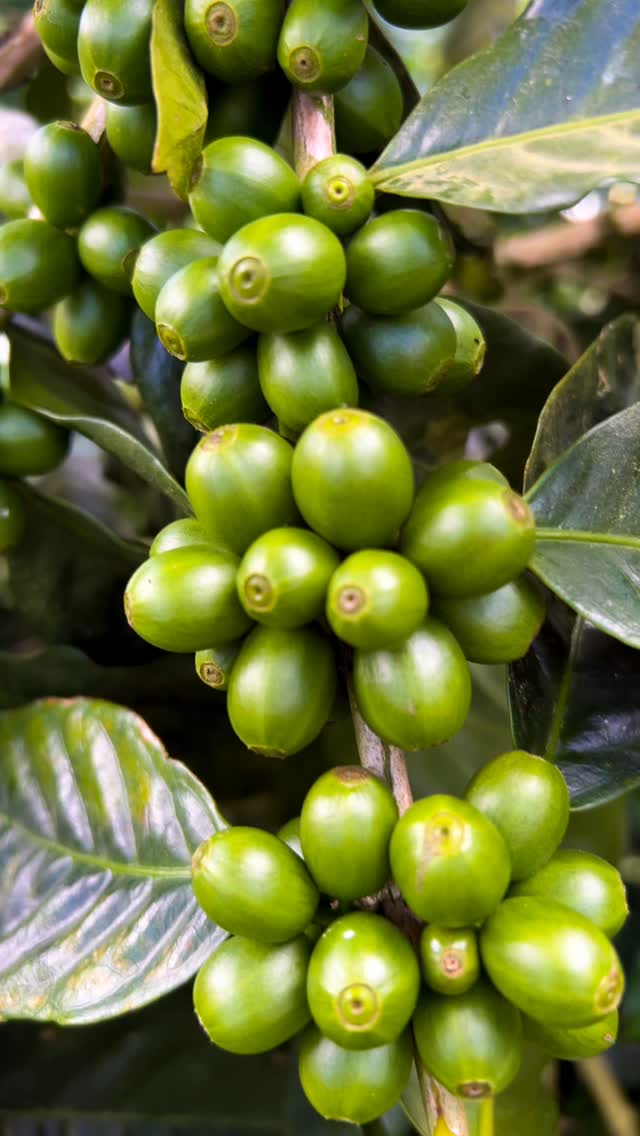 The #cosecha25 it’s around the corner! Currently temperature is quite low nowadays so the cherries are slowly going ripe. This natural process allows the sugar the get more concentrated so the quality of the coffee is superb 🍒❤️✨