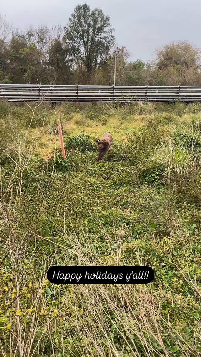 Merry Christmas yโall!! Sending love and holiday hugs from Louisiana and these filthy animals! ๐โค๏ธ๐พ๐ชฉ but seriously, I am so so grateful for the BEST clients and partners in the world. We have been so fortunate this past year and absolutely LOVED working with yโall, Cheers and canโt wait to see what 2025 has in store for us!!! Love yโall so much!! ๐๐๐๐๐พ๐พ๐พโค๏ธโค๏ธโค๏ธ๐ชฉ๐ชฉ๐ชฉ