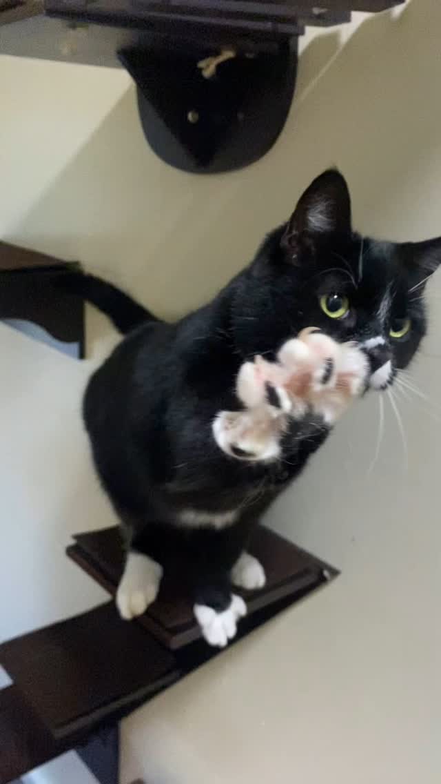 Morning high fives from this cutie 😻
#cathighfive #cathotel #workingwithcats #luxurycattery #funnycatvideo #funnycats #catshelves #catslover