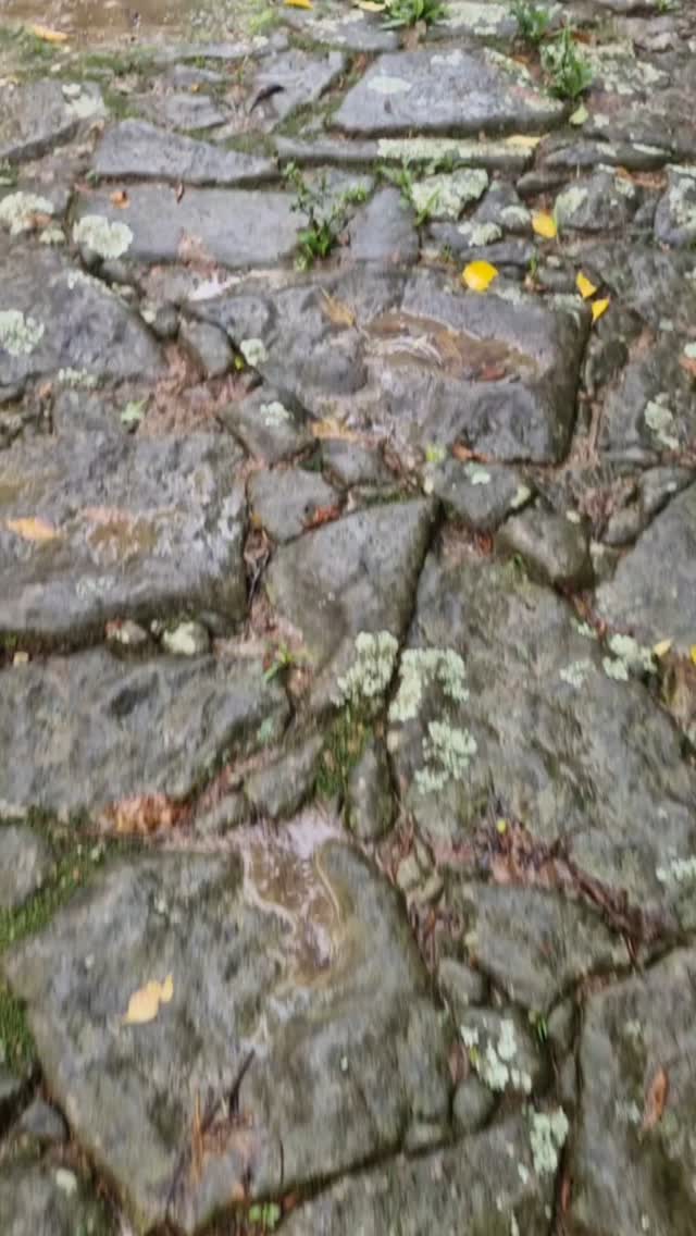 Quando chove, a floresta fica mais viva!
#paraty #natureza #paratyrj #mataatlantica #hike