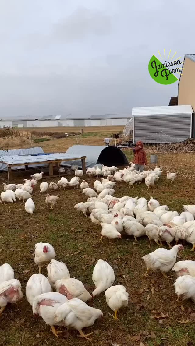 Times are not great, farm family. The small farm dream is still alive and well, but in this current political, economic, and literal climate, it’s very hard to keep a positive mindset.
Thank you all for supporting your local farmers this year. We are going to be taking some time to evaluate how the season went, what we will take with us into next year, and what we will leave behind in 2024. But what will remain is the simple fact that we could not pursue the dream of a small, local, regenerative farm for our community without you! Let’s keep growing together.💚💛 #pasturedeggs
#smallfarm #pasturedpoultry #regenerativeagriculture #growthmindset