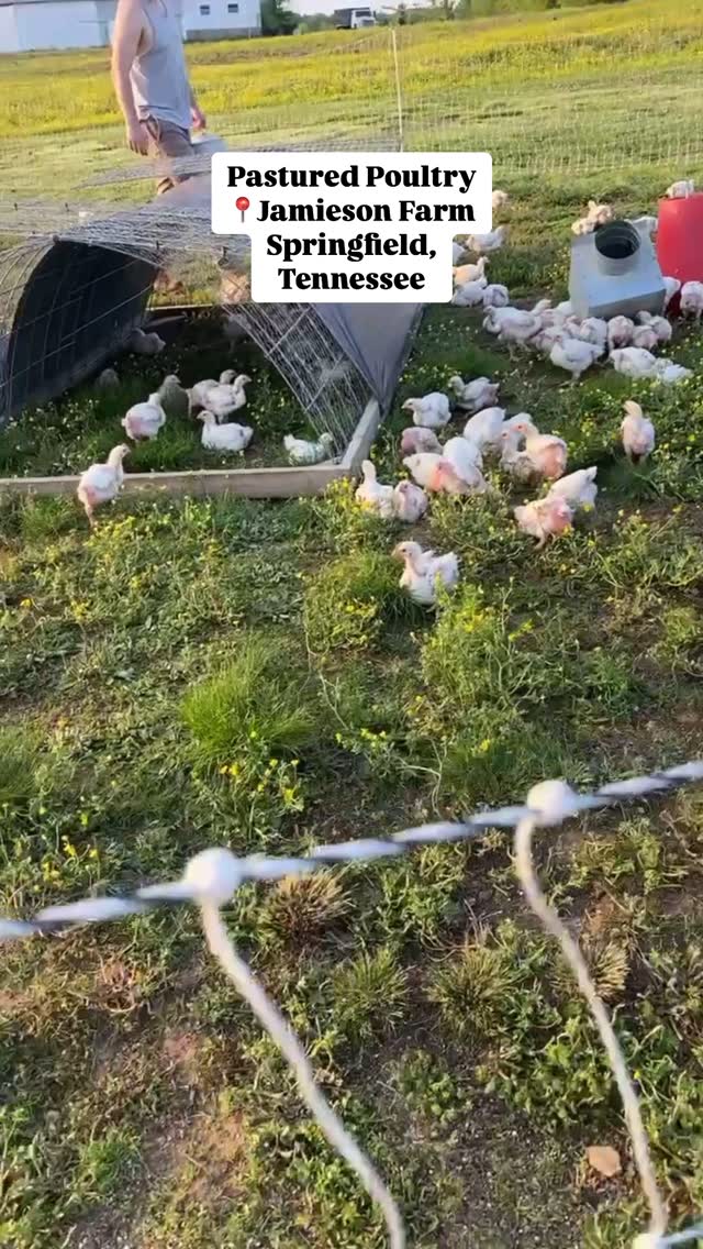 Farm sounds🎶 #pasturedpoultry #regenerativeagriculture #smallfarm #pasturedeggs #jamiesonfarm