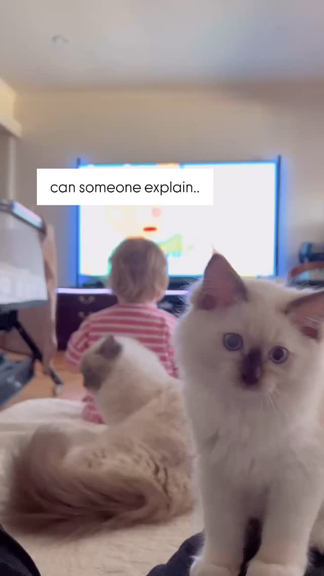 First time meeting a little hooman! Let’s see how Nami’s chocolate boy reacts 🤭 #kittenskeepingitreal #ragdolllove
#ragdoll #catsofinstagram #ragdollcat #catlover #catlife #kitten #australia
