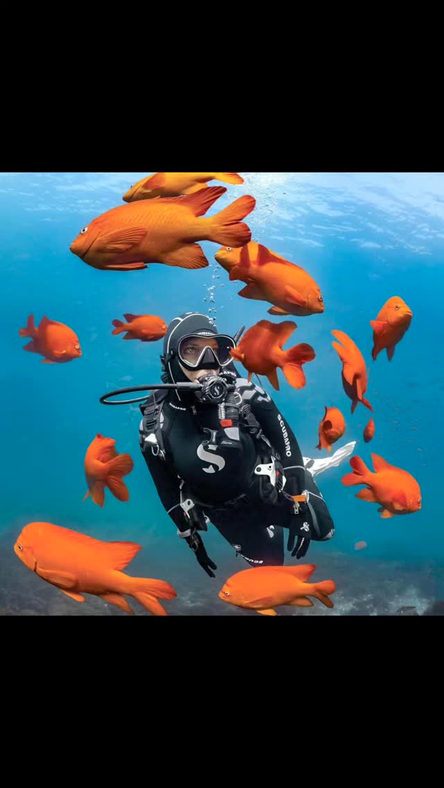 Scubapro Solo Mask
#scubadiving #scubapro #scubadivingindia #divegear #techtips #fins #scuba #india