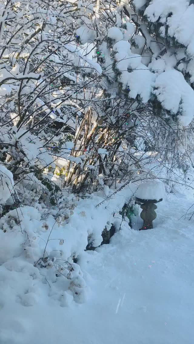 Goodbye Christmas 🎄 you were beautiful to the very end.