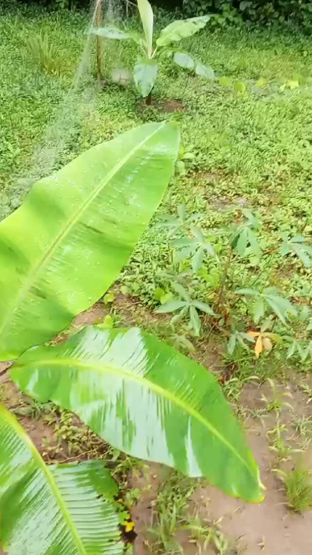 Nuevos arboles de platanos por un año nuevo. A todos los amigos de @villa_wasi_de_la_poesie_ un saludo de armonia y resistencia 🌴 Coralie, Wilver y Poem 🌕☀️⭐️