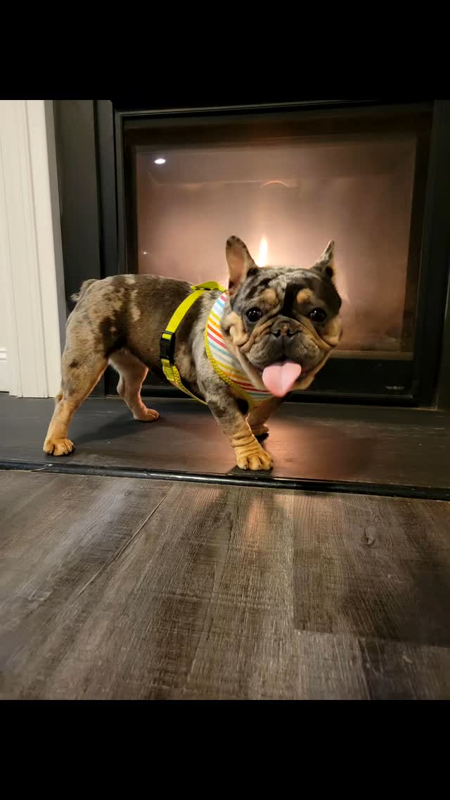 WELCOME P2 TO THE ITTY BITTY KENNELS FAMILY
GREAT STUCTURE AND DNA SHE GOING BRING THAT HEAT TO THE FAMILY ! #ittybittykennels #ittybittyp2 #frenchbulldog #frenchielove #frenchie #frenchbulldogsofinstagram #frenchiesociety #frenchielife #frenchiesgram